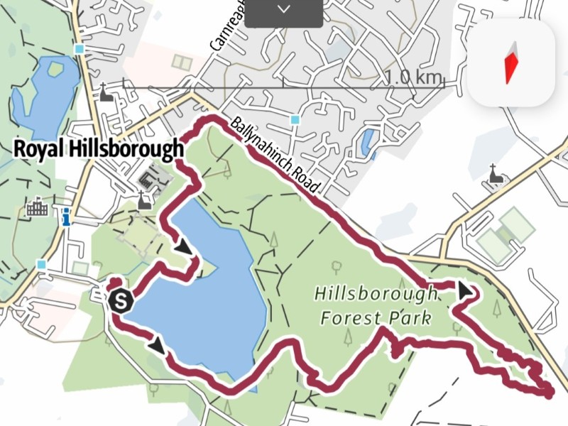 Hillsborough Forest
