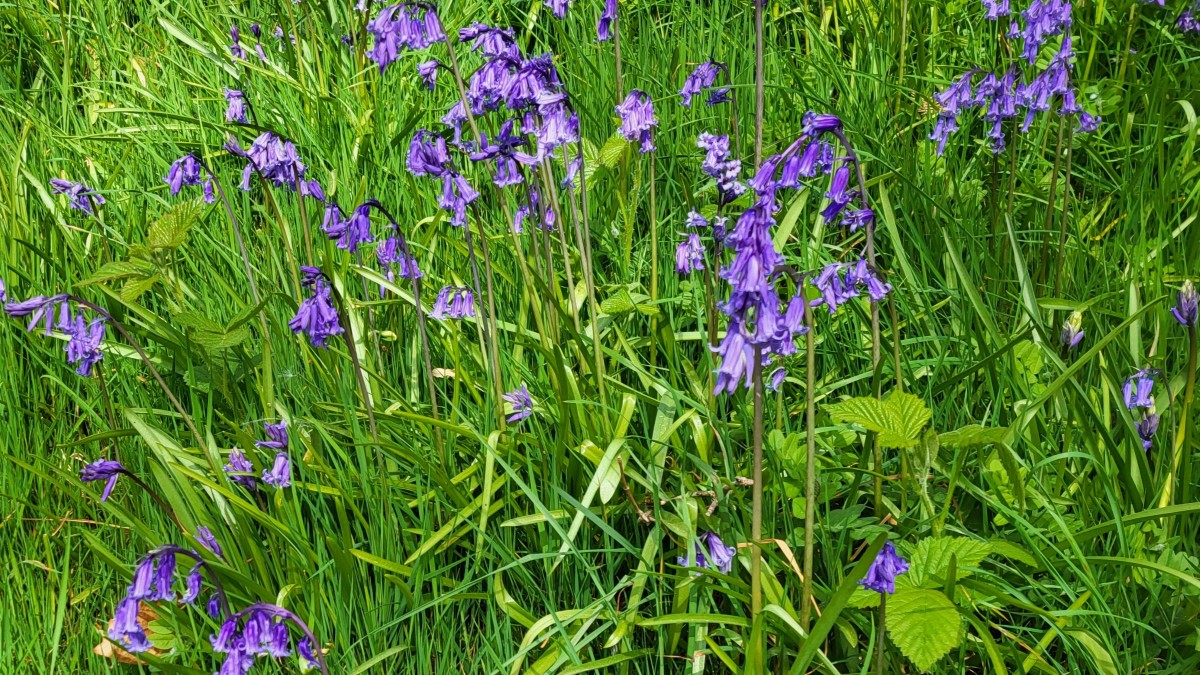 Knockmany
