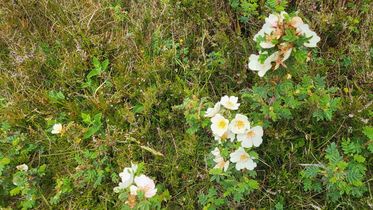 Murlough