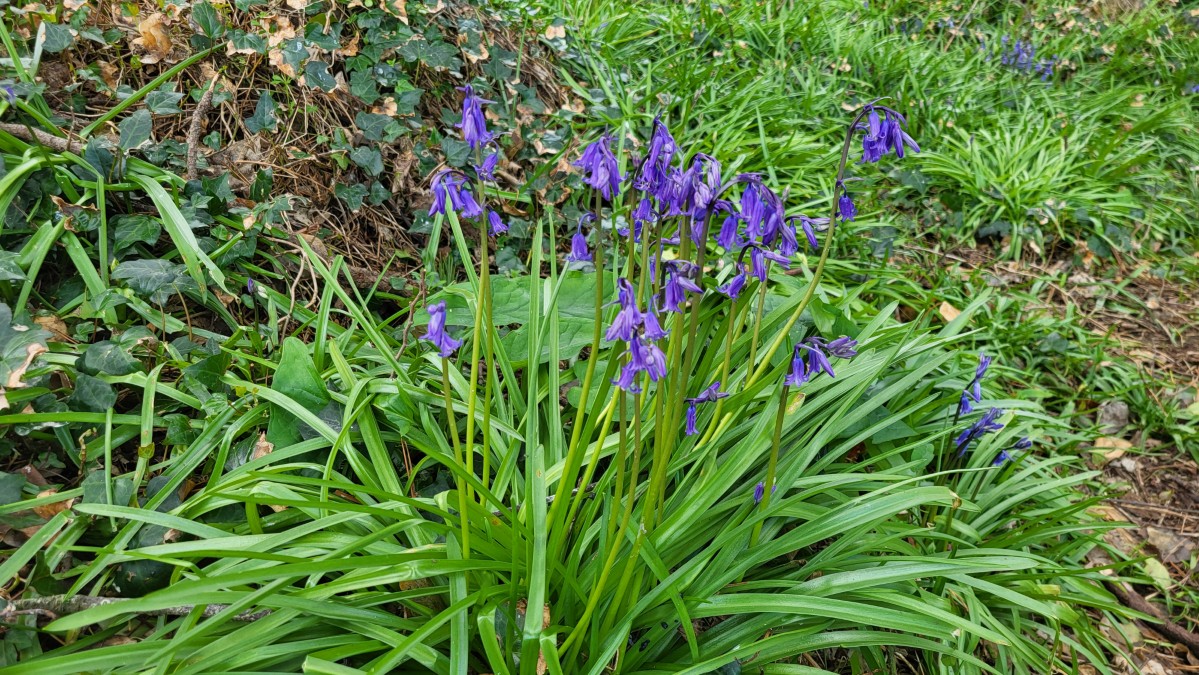North Down Coastal Path