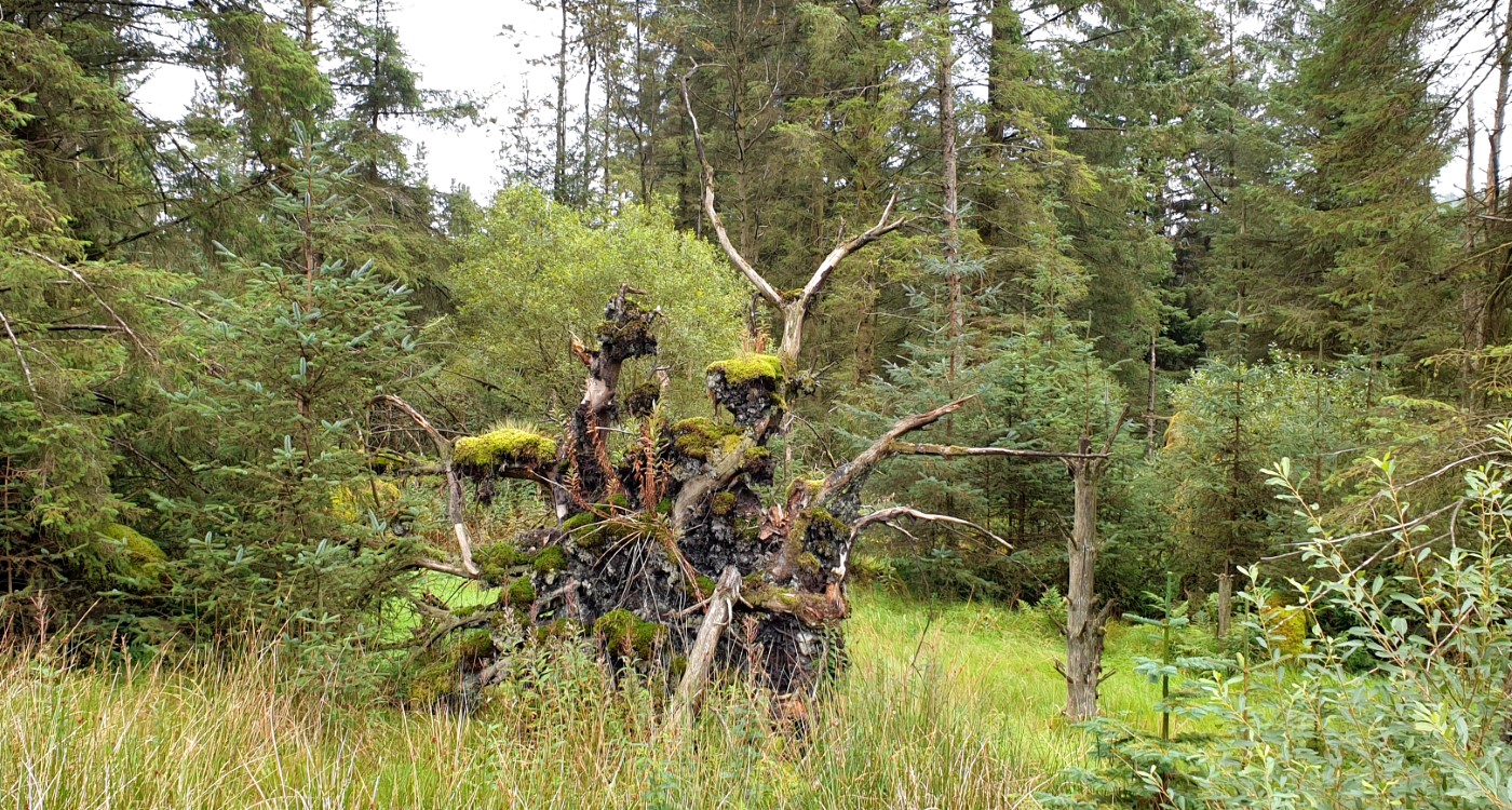 Banagher Glen
