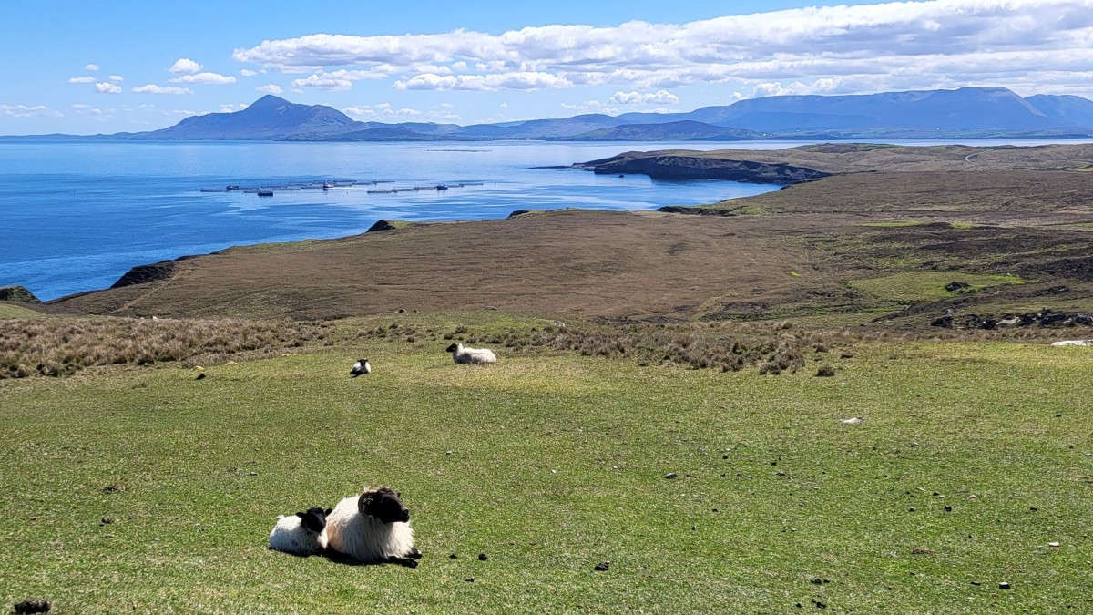 Clare Island